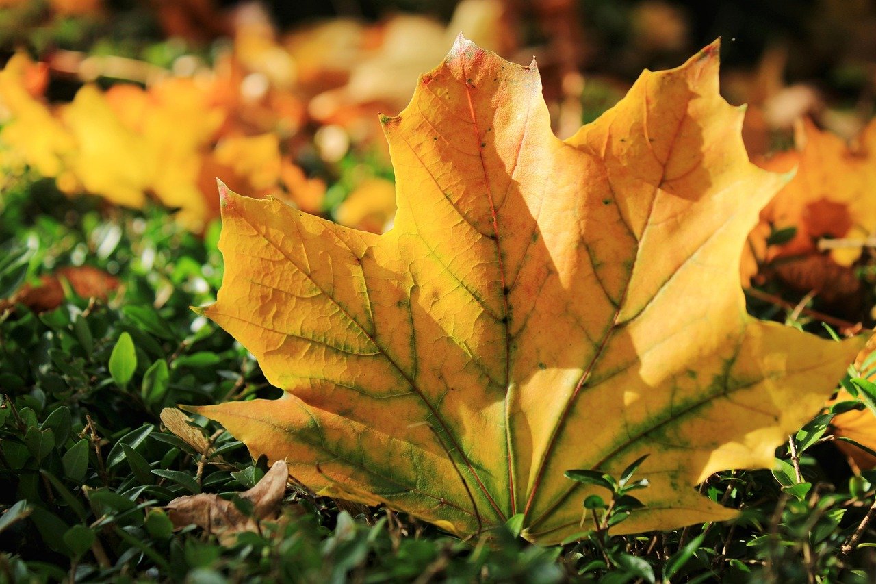 Herbstliche Geschenke für Kollegen mit Kastanien