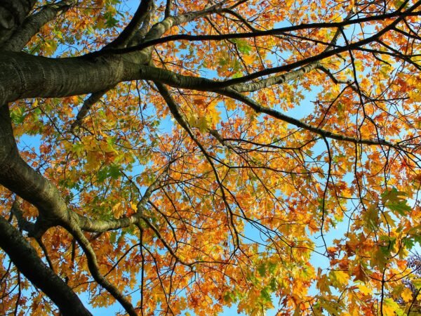 Herbstdeko Kastanien für Kollegen — 15 Punkte zum Abhaken